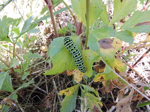 صورة Papilio brevicauda Saunders 1869