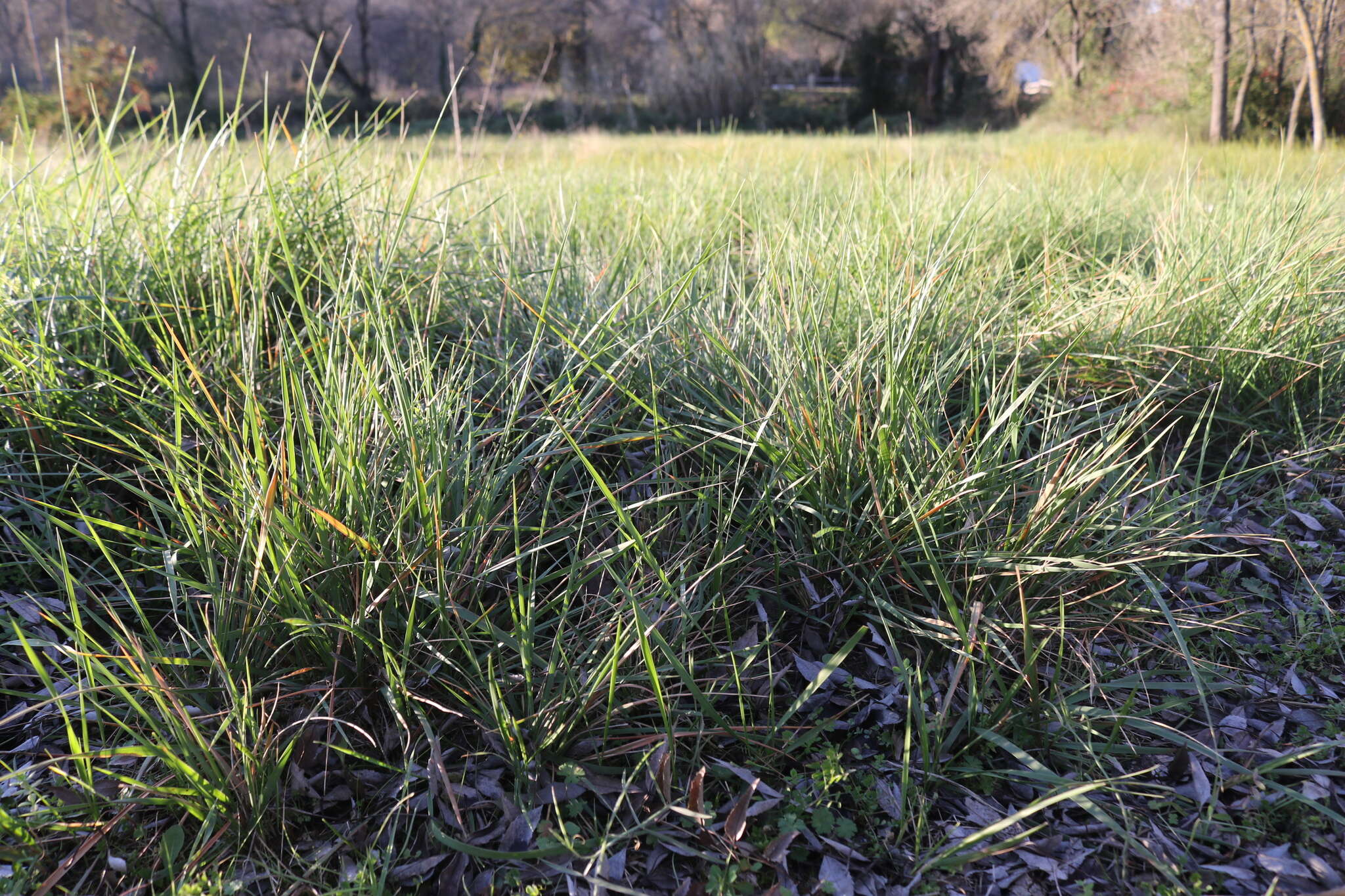 Image of thinleaf false brome