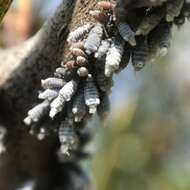 Image of Woolly Apple Aphid