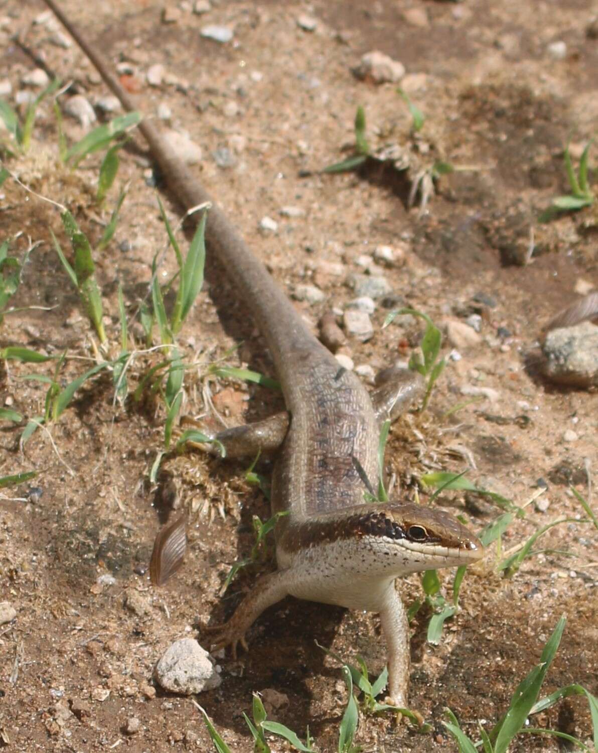 Image de Trachylepis planifrons (Peters 1878)