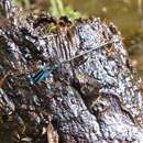 Acanthagrion aepiolum Tennessen 2004 resmi