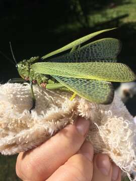 صورة Phymateus (Phymateus) viridipes Stål 1873