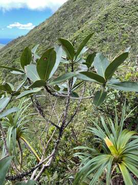 Myrsine pukooensis (Leveille) Hosaka resmi