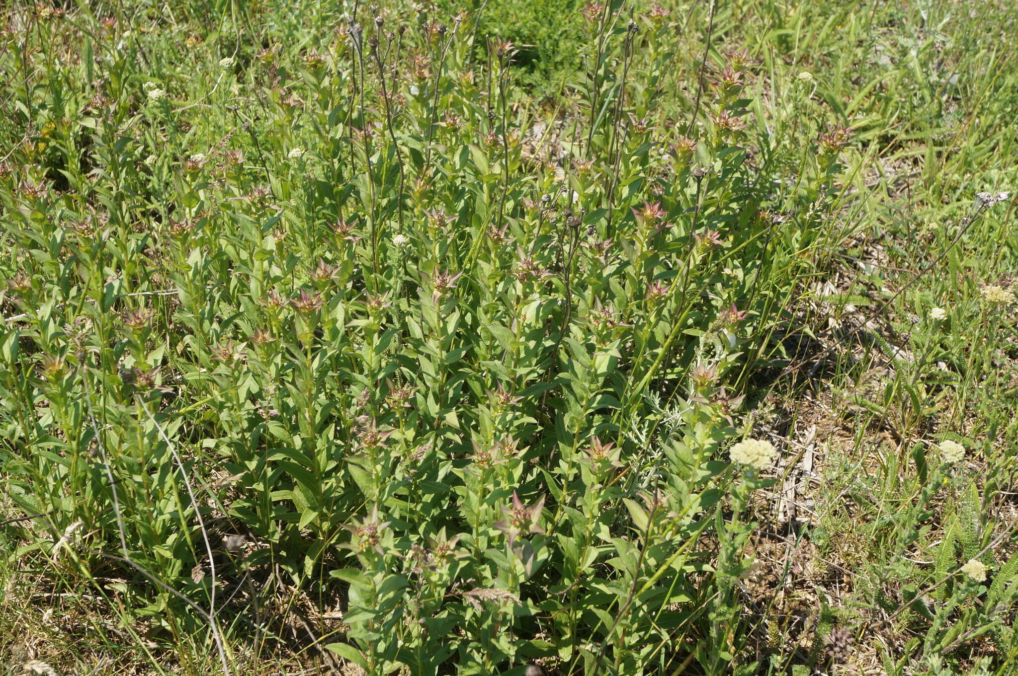 Plancia ëd Pentanema asperum (Poir.)