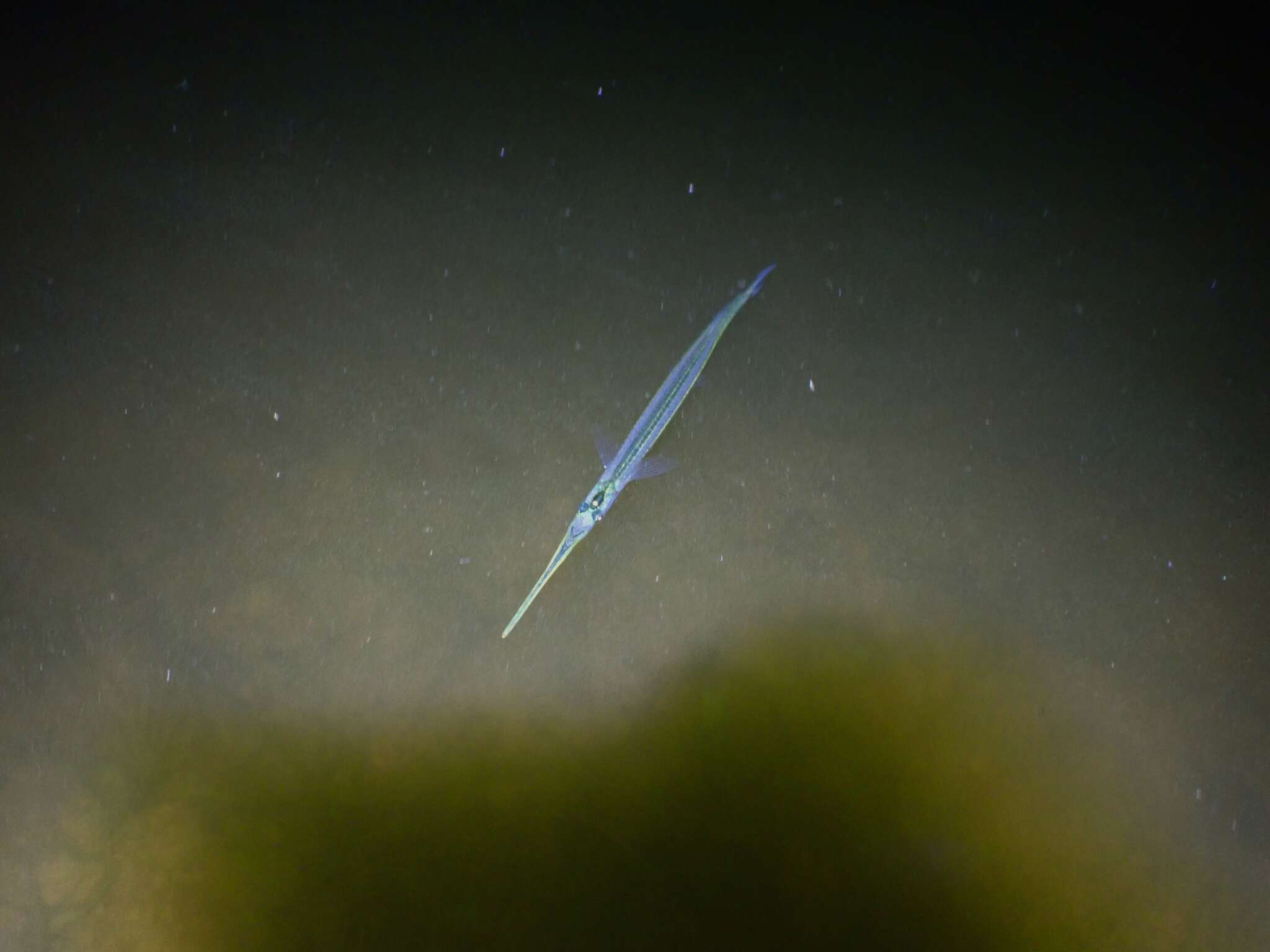 Image of Asian pencil halfbeak