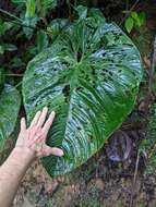 Anthurium caperatum Croat & R. A. Baker resmi