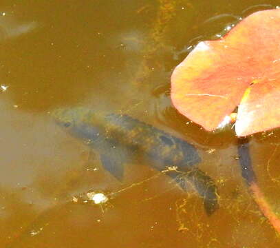 Image of Banded bream