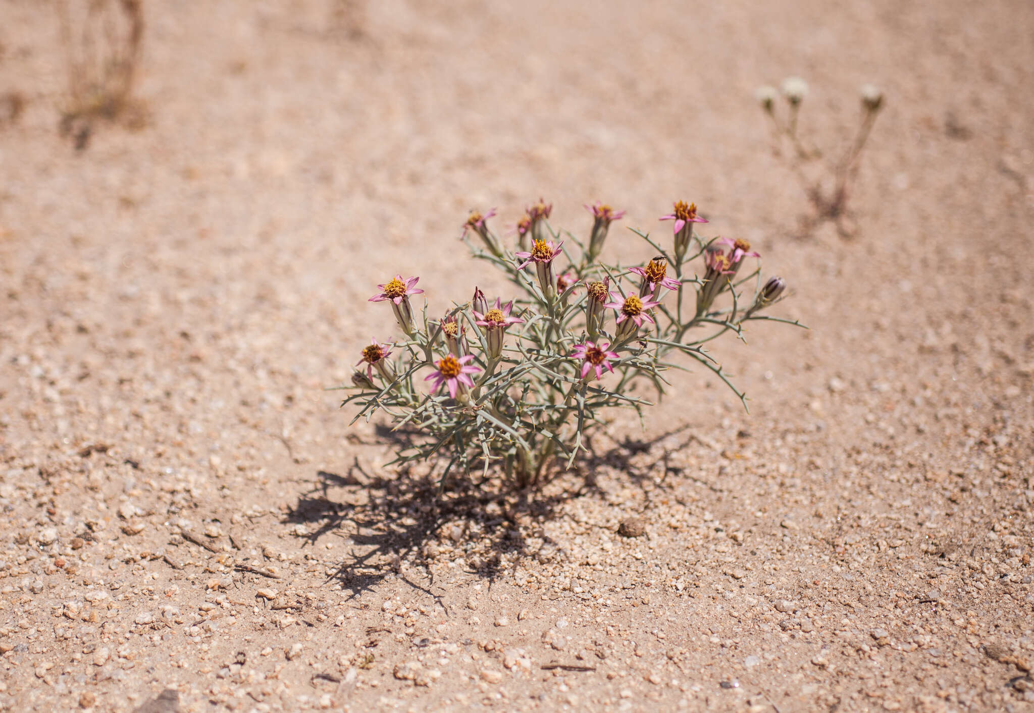 Image of Mojave hole-in-the-sand plant