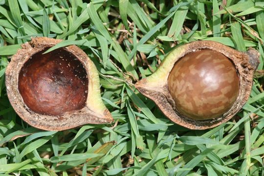 Image of macadamia nut