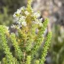 Image of Selago myriophylla O. M. Hilliard