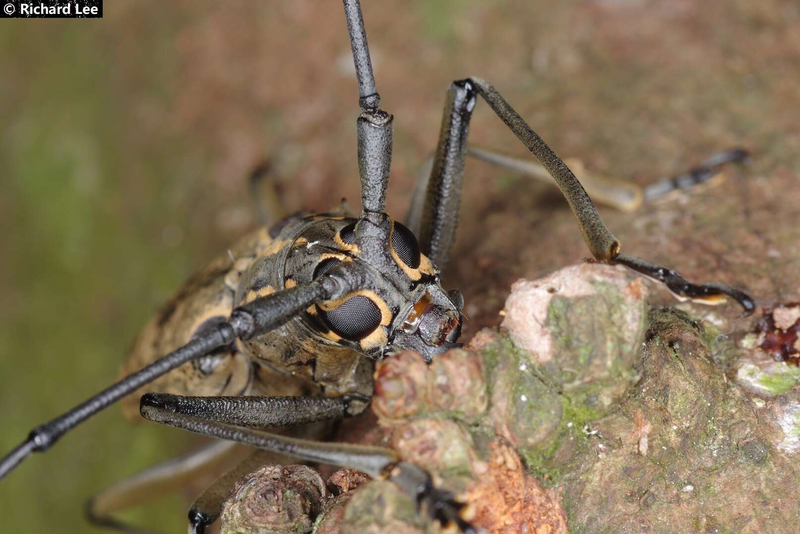 Image of Epepeotes luscus (Fabricius 1787)