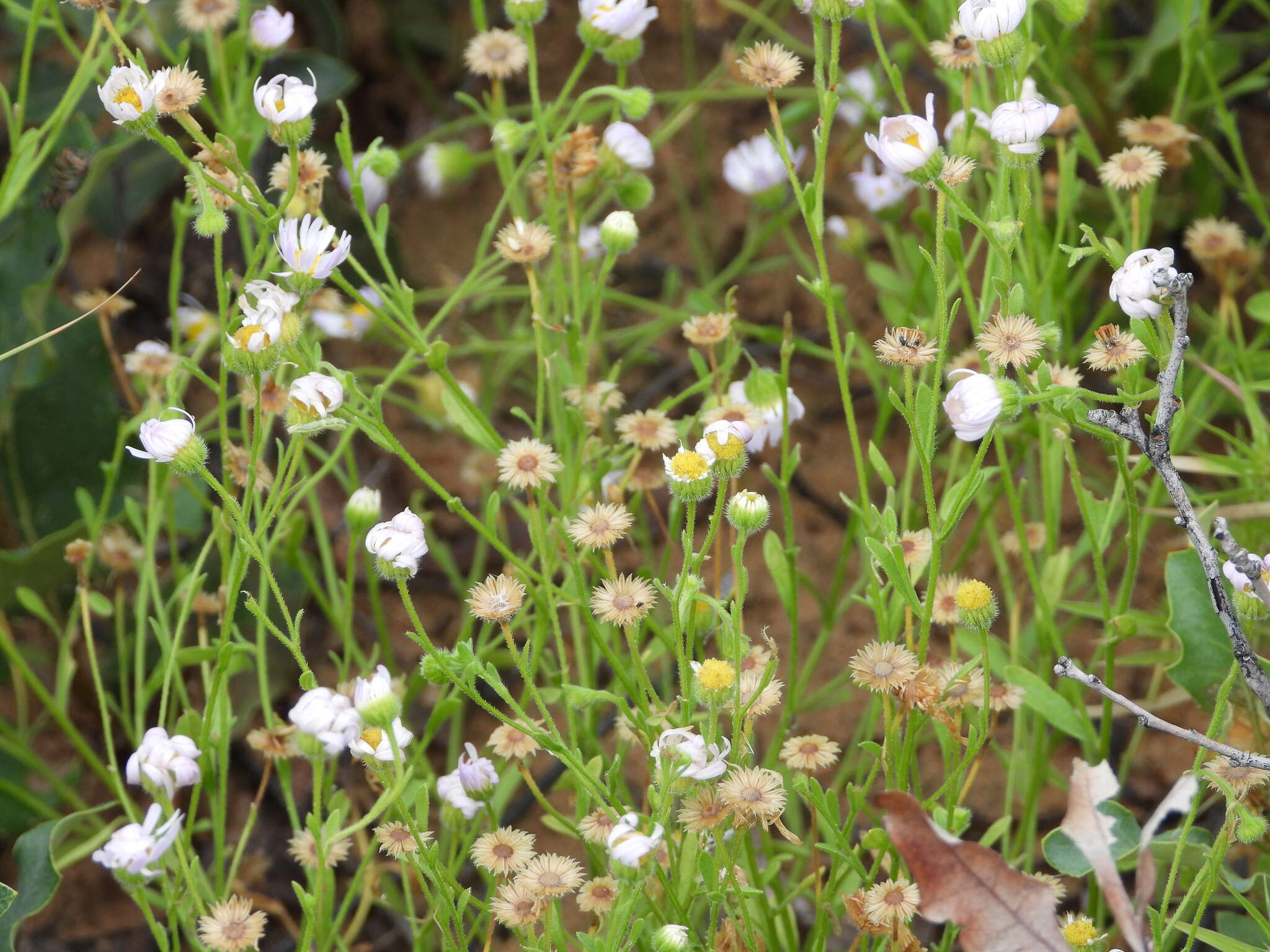 Image of western daisy fleabane