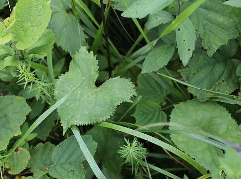 Image of ragwort