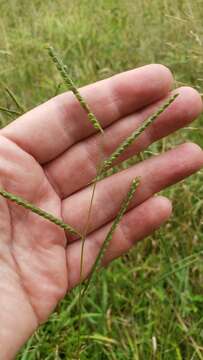 Image of field paspalum