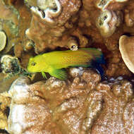 Image of Lady Musgrave blenny