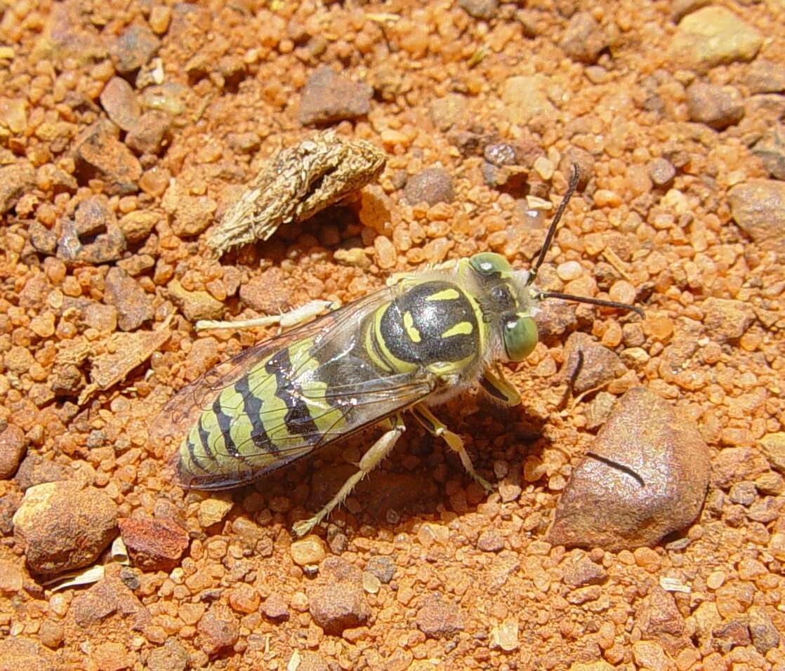 Image de Bembix variabilis F. Smith 1856