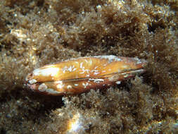 Image of Date Mussel