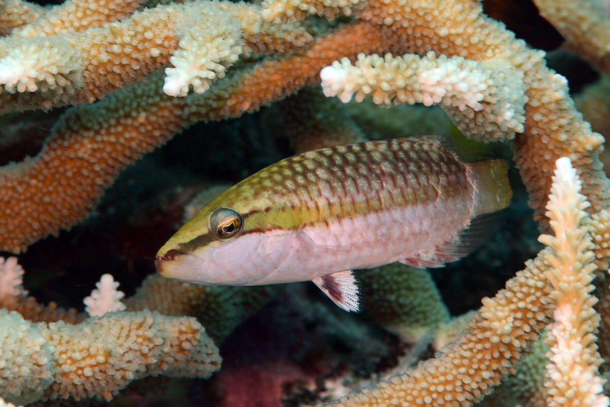 Image of Ringtail maori wrasse