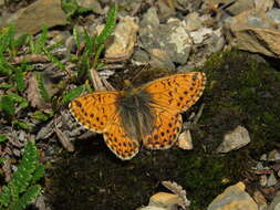 Image of Boloria alaskensis Holland 1900