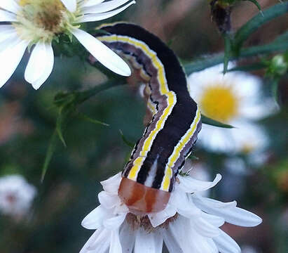 Image of Striped Garden Caterpillar