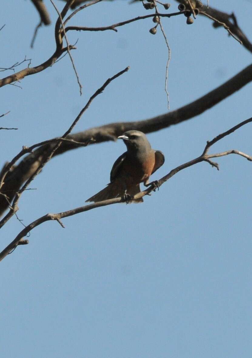 Image of White-browed Woodswallow