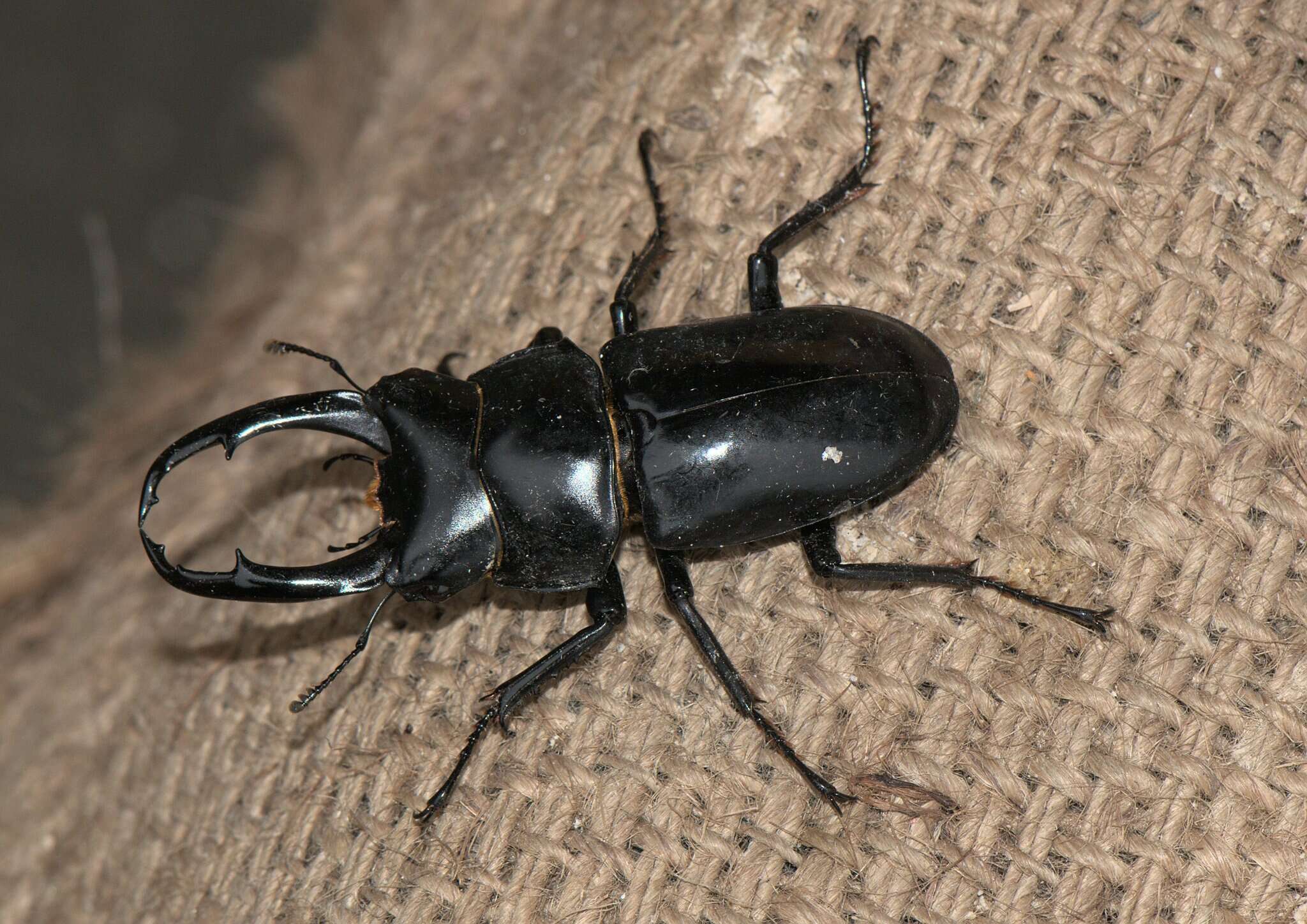 Image of Dorcus nepalensis (Hope 1831)