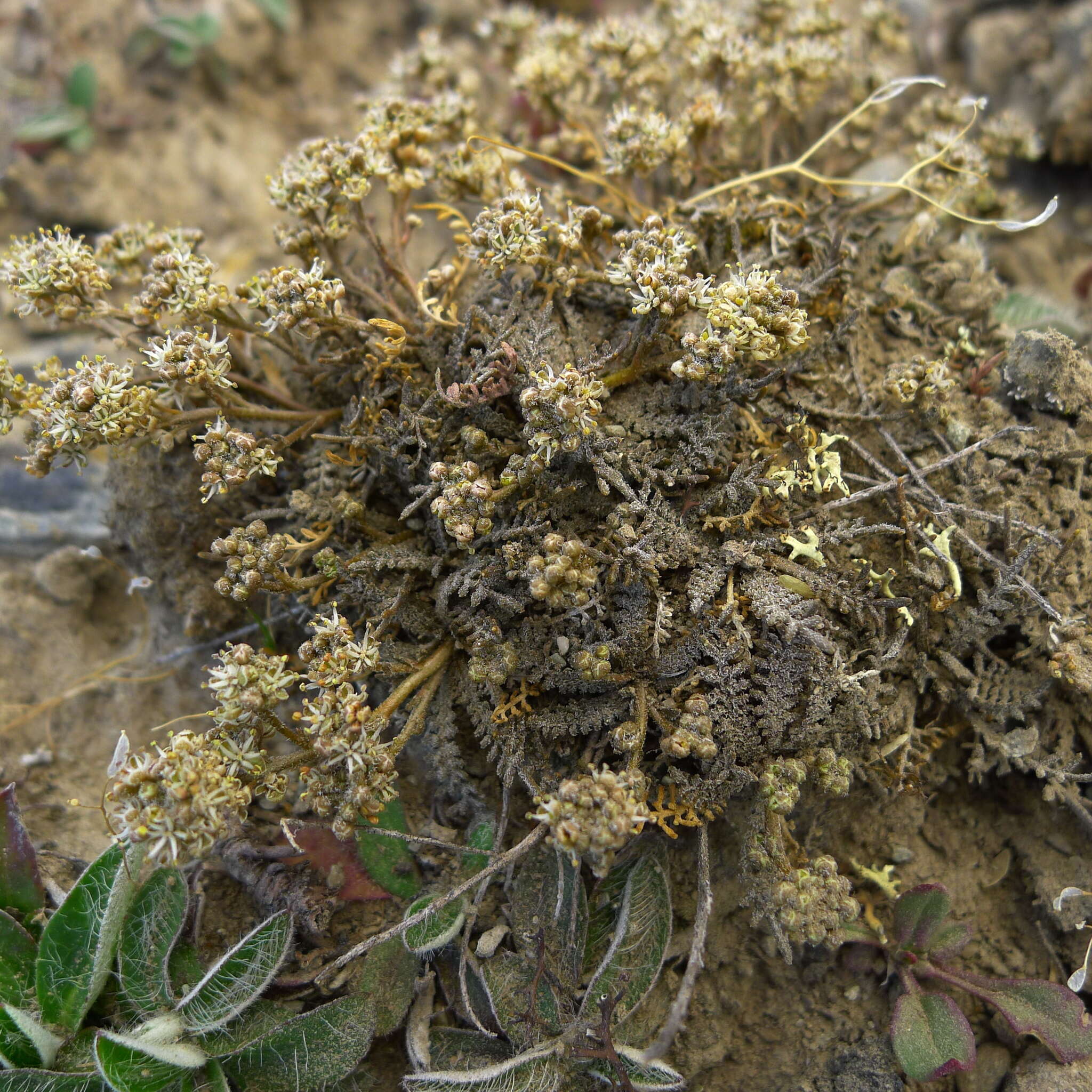 صورة Lepidium sisymbrioides Hook. fil.