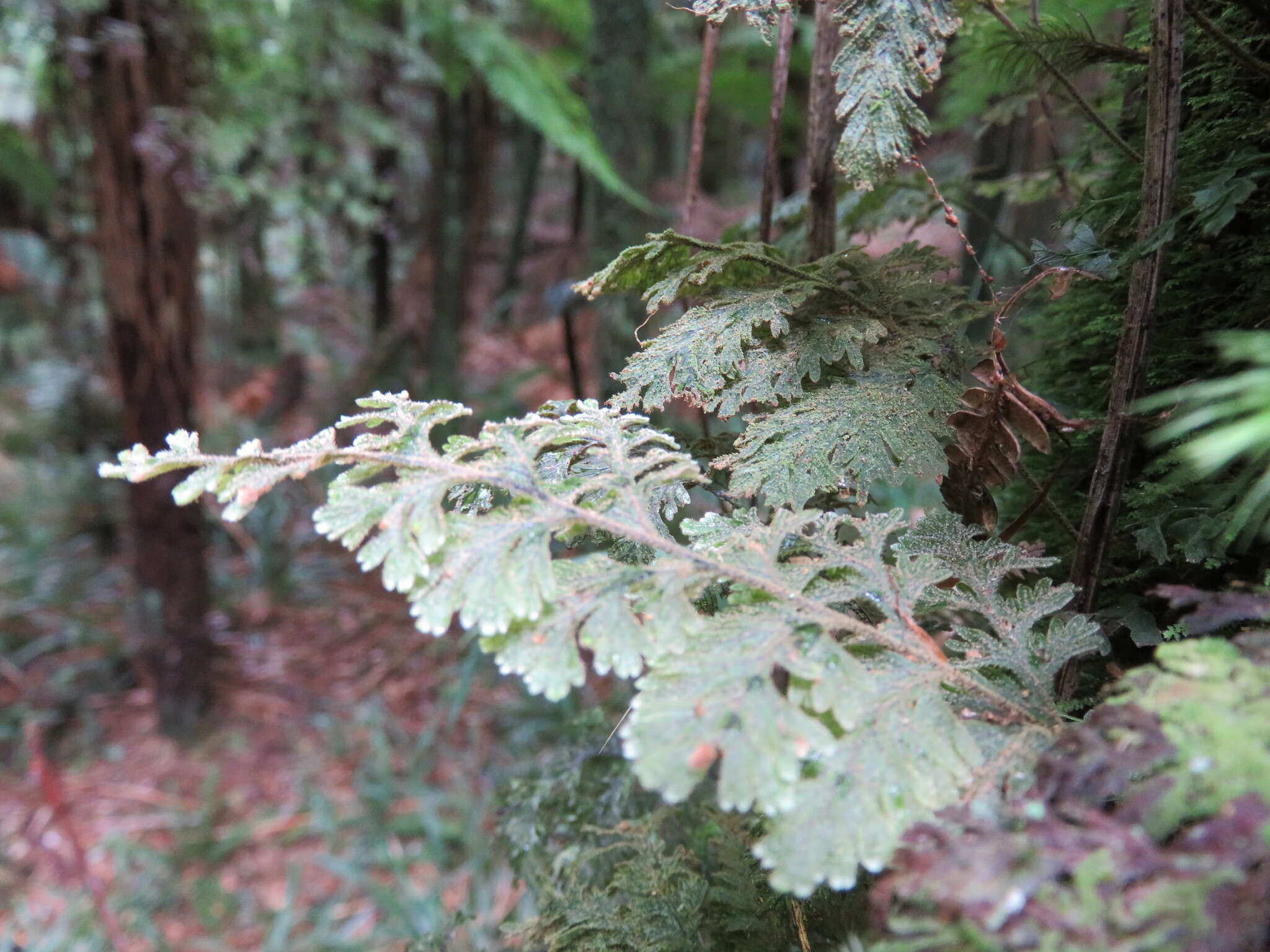 Image of Hymenophyllum frankliniae Col.