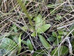 Image of Florida Ladies'-Tresses