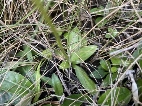 Image of Florida Ladies'-Tresses