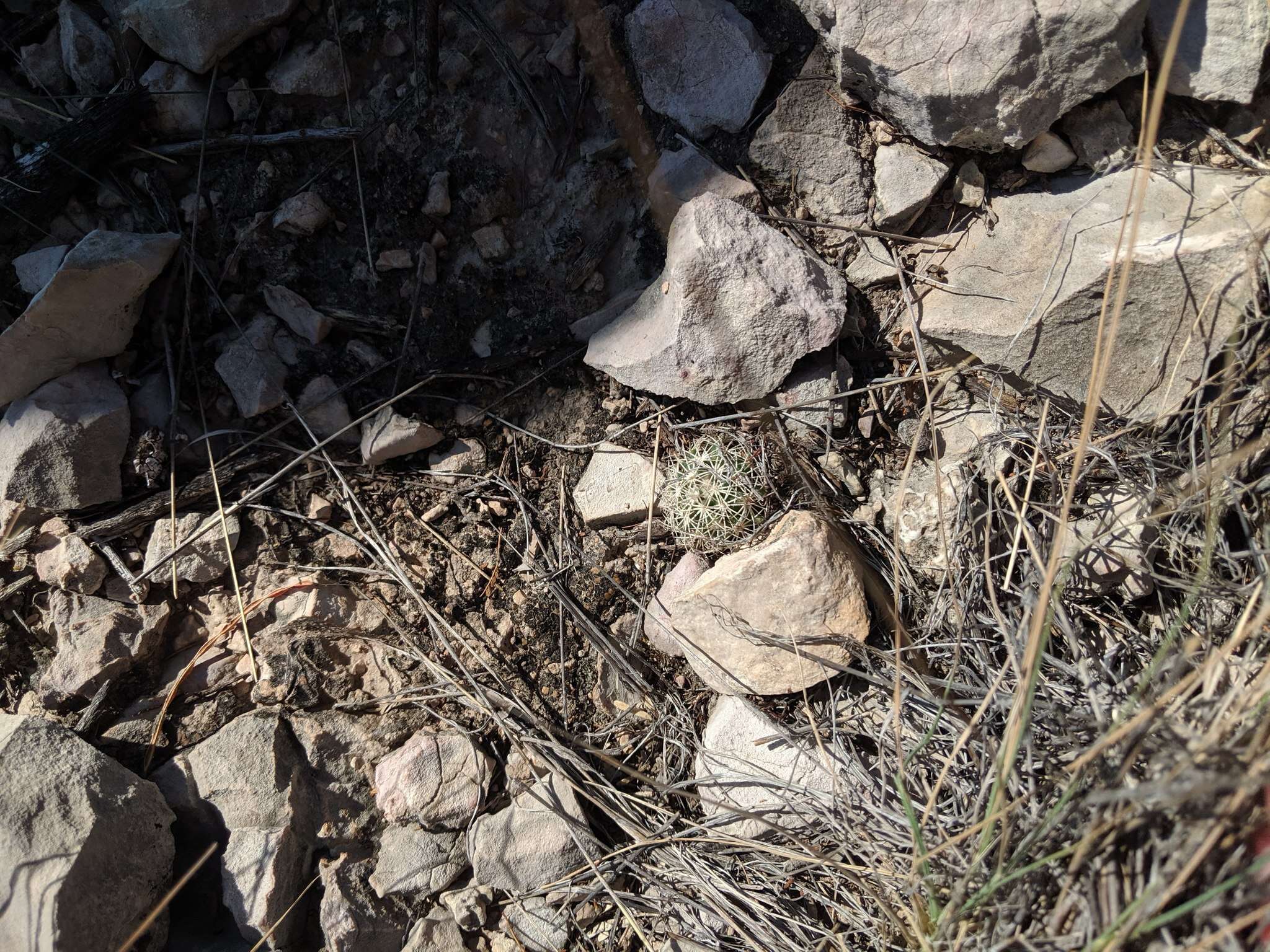 Image of rhinoceros cactus