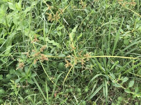 Image of shingle flatsedge