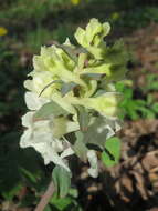 Слика од Corydalis cava (L.) Schweigger & Koerte