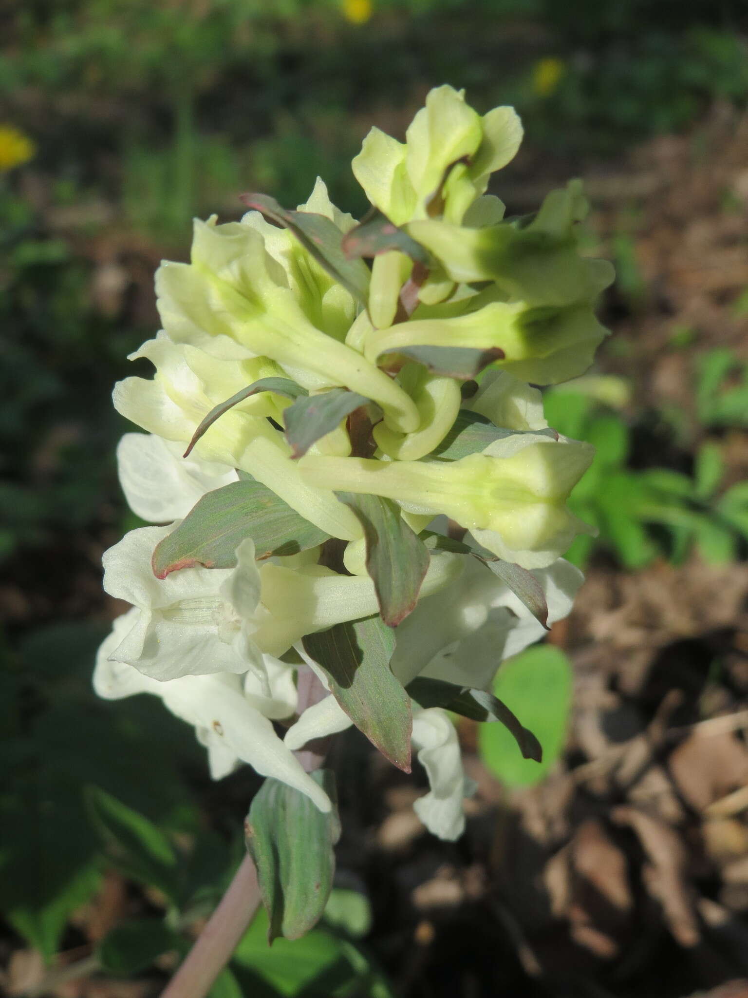 Слика од Corydalis cava (L.) Schweigger & Koerte