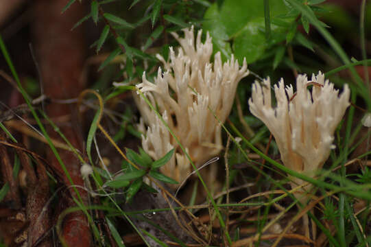 Ramaria filicicola (S. G. M. Fawc.) Corner 1950 resmi