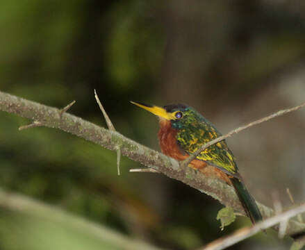 Image of Blue-cheeked Jacamar