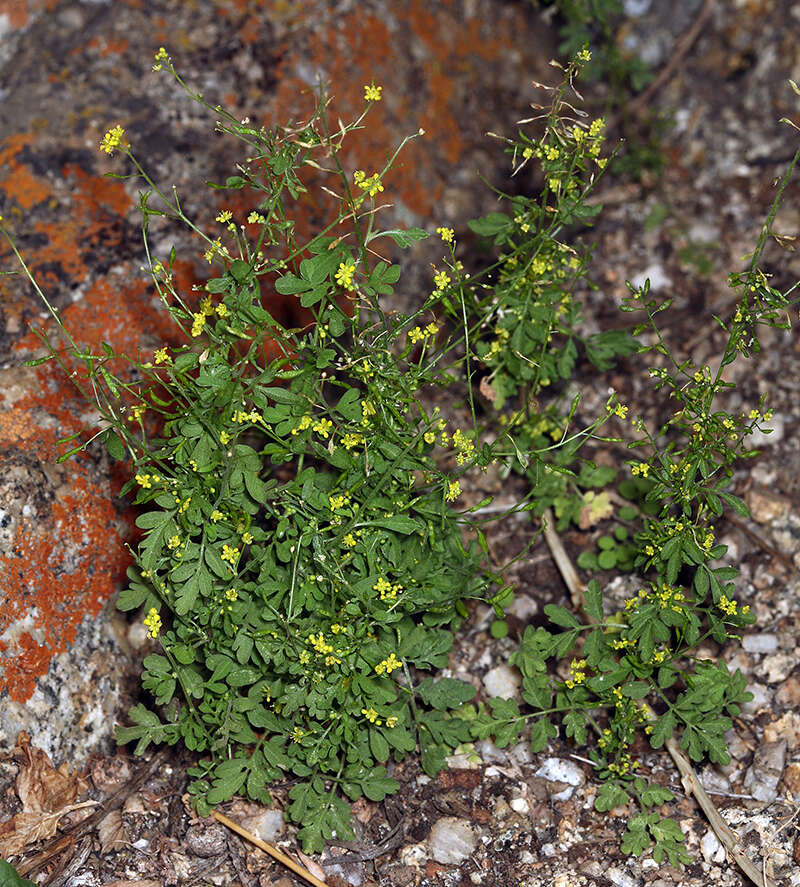 Image of California Tansy-mustard