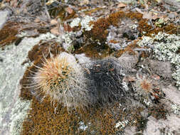 Image of Coryphantha clavata subsp. stipitata (Scheidw.) Dicht & A. Lüthy