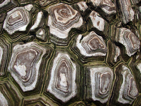 Image of <i>Dioscorea mexicana</i> Scheidw.