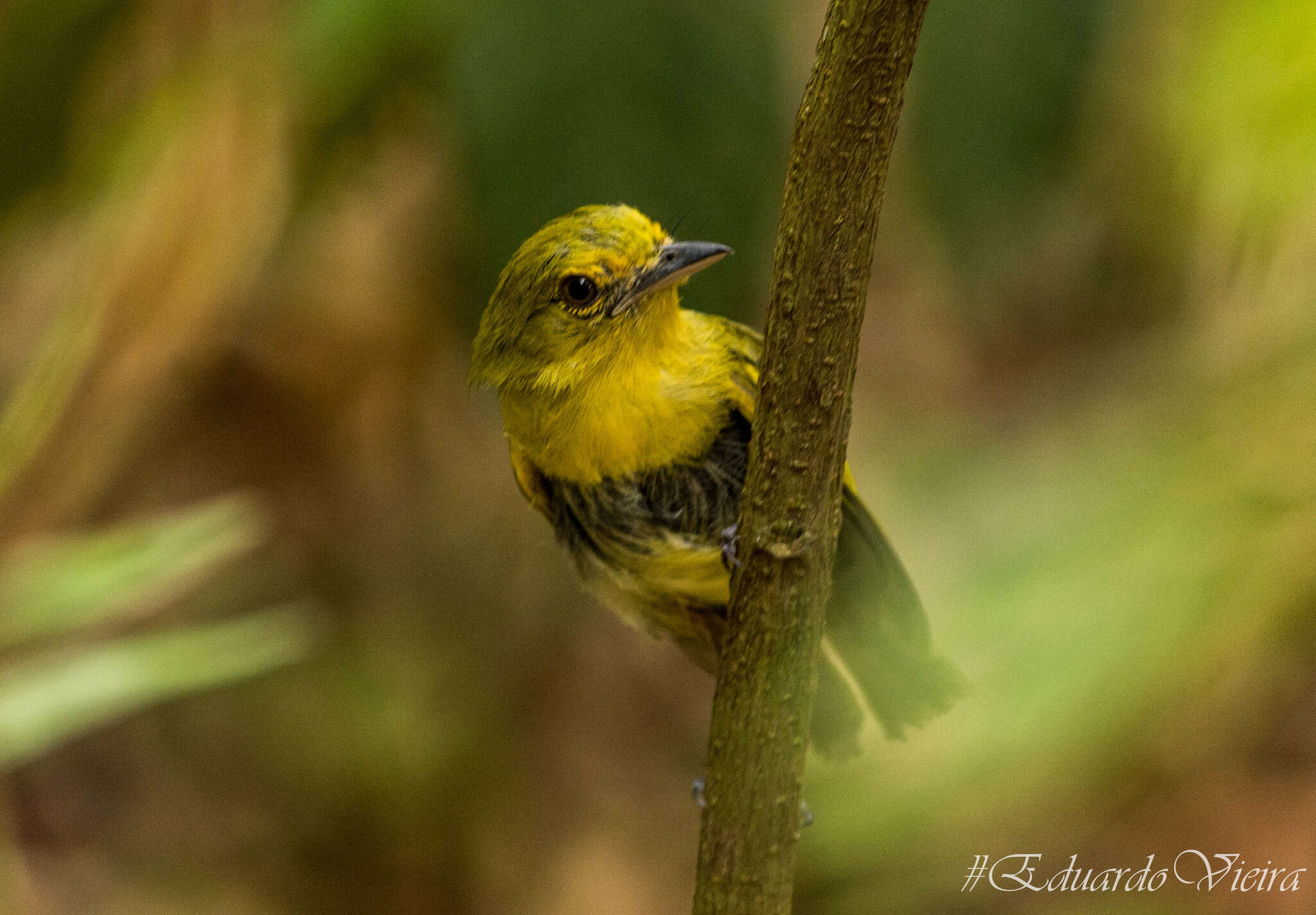 Image of Ochre-lored Flatbill