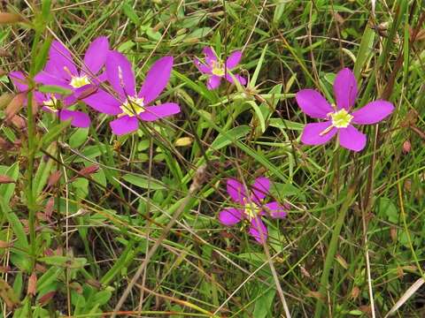 Image of Sabatia arkansana J. S. Pringle & Witsell