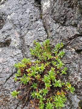 Image of Veronica colostylis Garn.-Jones