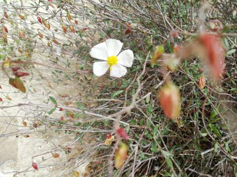 Image of Helianthemum almeriense Pau