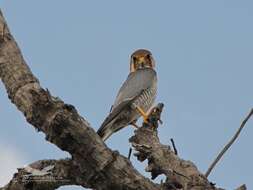 Image of Falco chicquera chicquera Daudin 1800