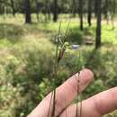 Image of Needle Blue-Eyed-Grass