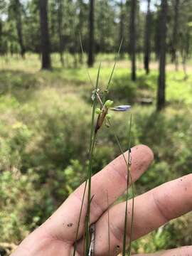 Image of Needle Blue-Eyed-Grass