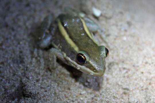 Image of Galam white-lipped frog