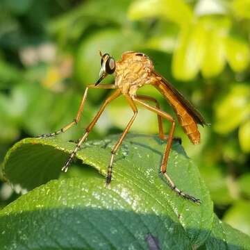 Imagem de Diogmites neoternatus (Bromley 1931)