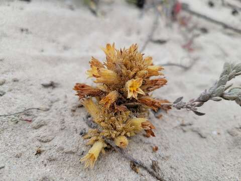 Image of Parish's broomrape