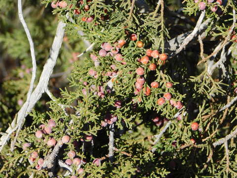 Image of Arizona Juniper